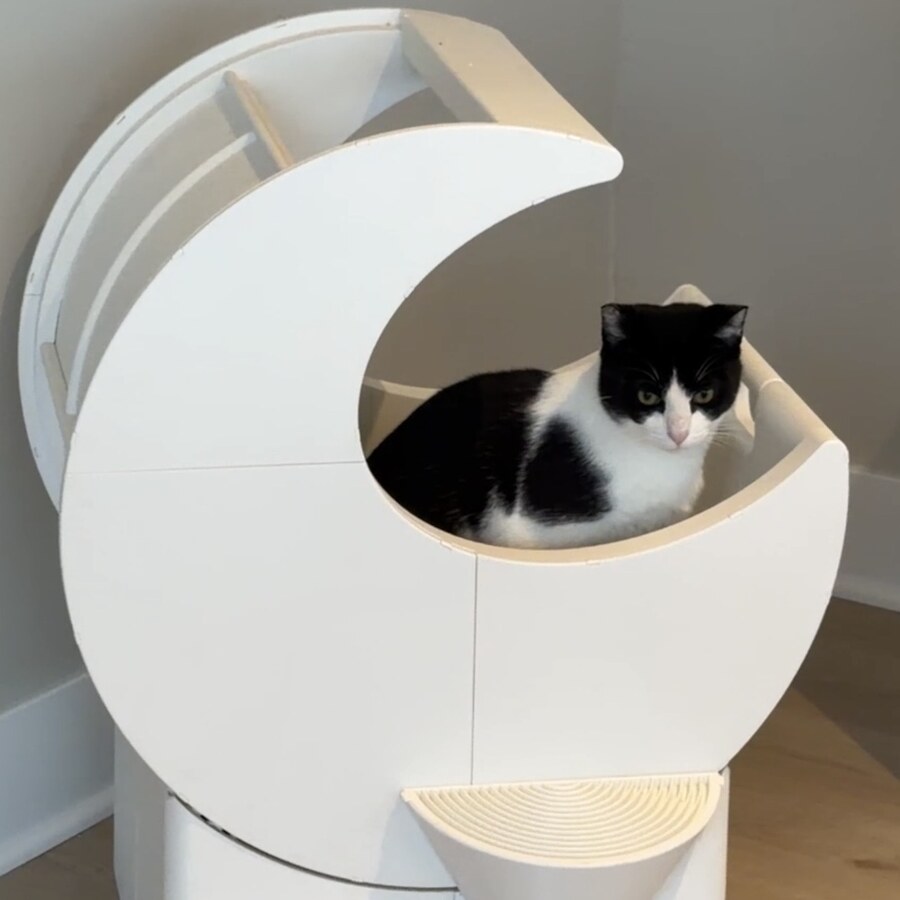 Bruce the cat, Consultant at Moonbox
