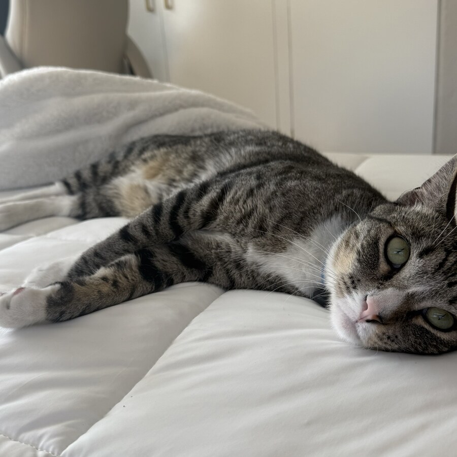 Morro the cat, Product Tester at Moonbox