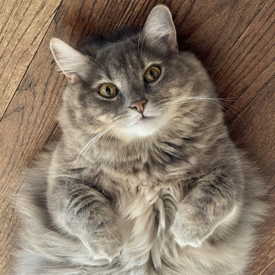 Peaches the cat, Quality Control Manager at Moonbox