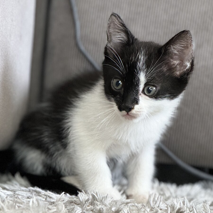 Ponggo the cat, Spiritual Advisor at Moonbox