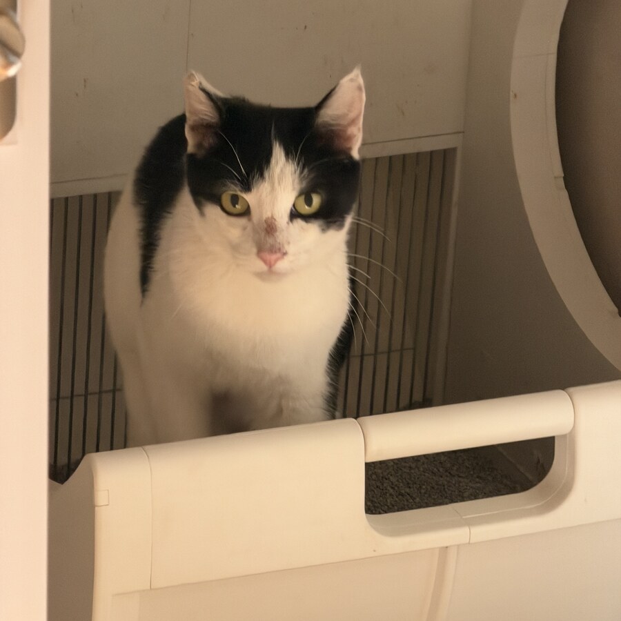 Preciosa the cat, Head of Security at Moonbox