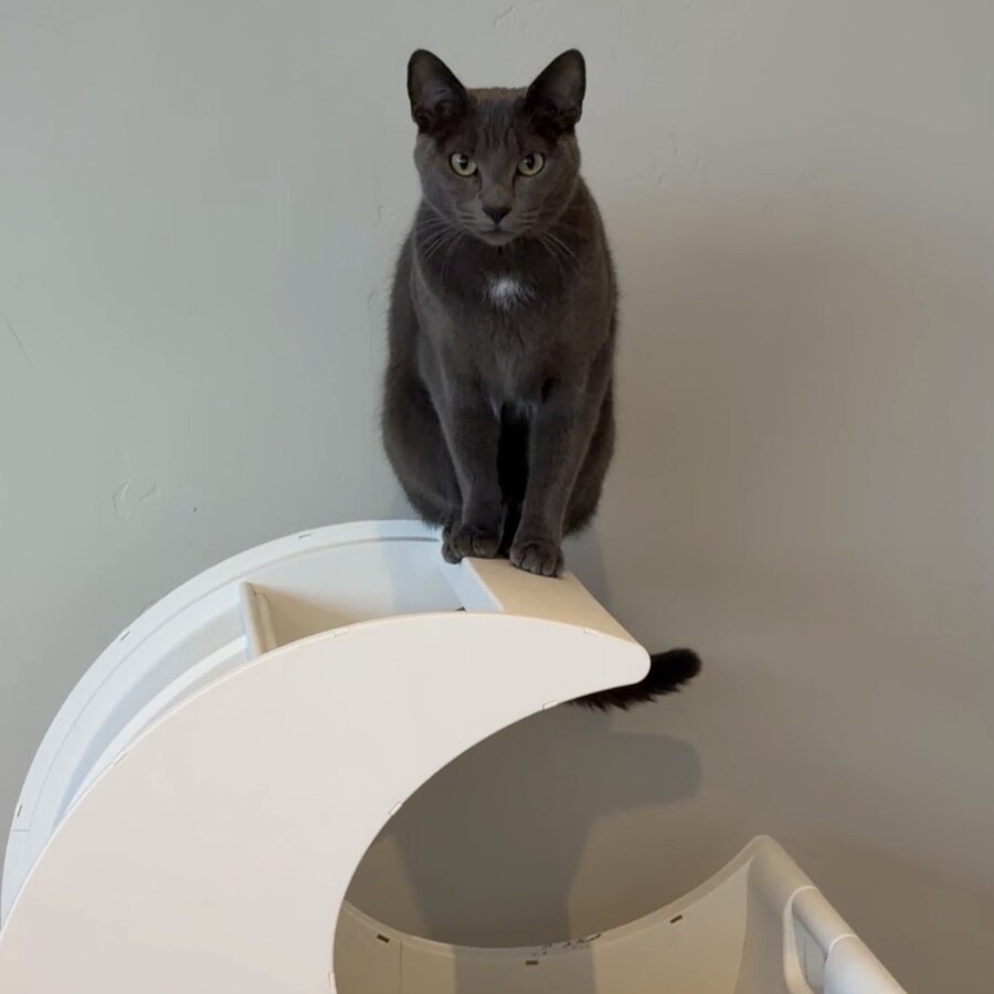 Rosie the cat, Supreme Leader of Moonbox